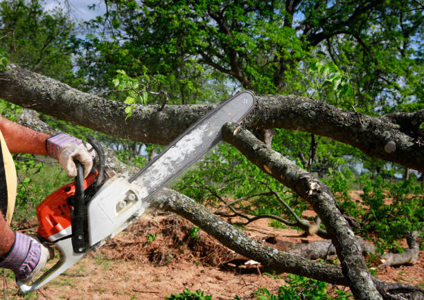 Reliable Oak Harbor, WA Tree Services Solutions